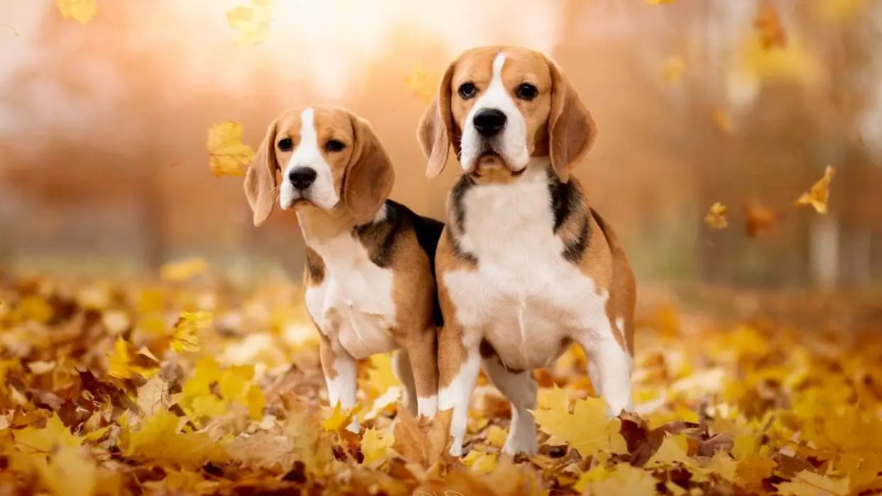 Two happy Beagle dogs enjoying the outdoors, representing the long and joyful lifespan of this breed.