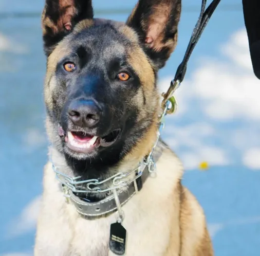 A Belgian Malinois dog wearing a choke chain collar, prompting the question of their effectiveness and safety in dog training.