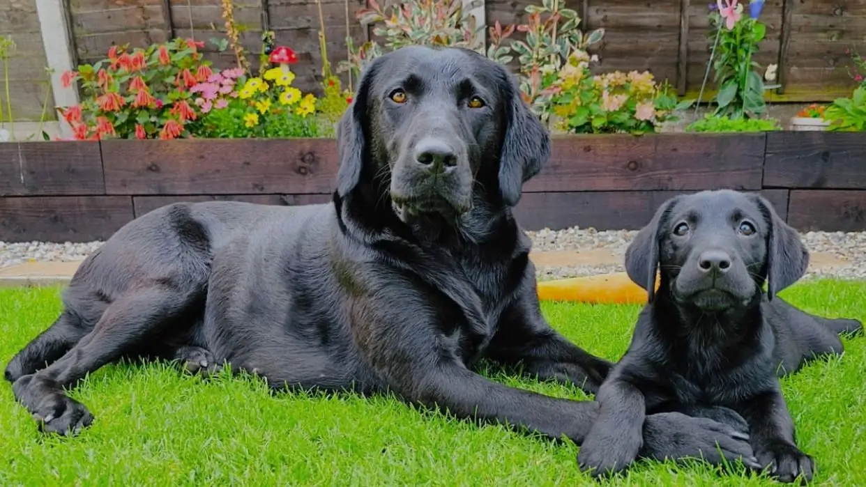 Close-up of a black Labrador Retriever's face with kind eyes.