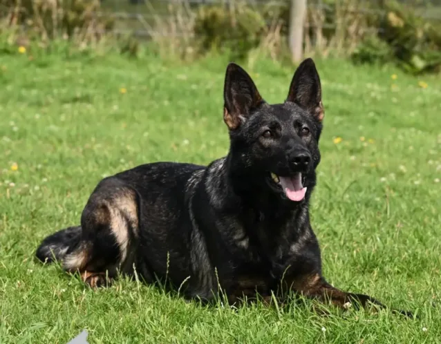 A Czech Working Line German Shepherd lying on grass with its tongue out, looking alert and happy.