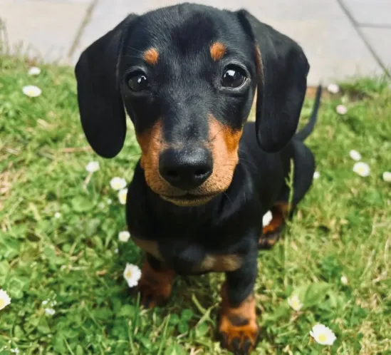 A Dachshund puppy sitting on grass, ready for potty training outdoors.