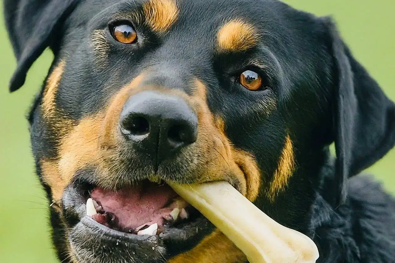 A dog with a bone stuck in its throat, demonstrating a potential choking hazard.