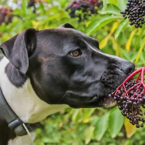 A black and white dog sniffing at a cluster of ripe elderberries, highlighting the potential dangers of elderberry ingestion for dogs.