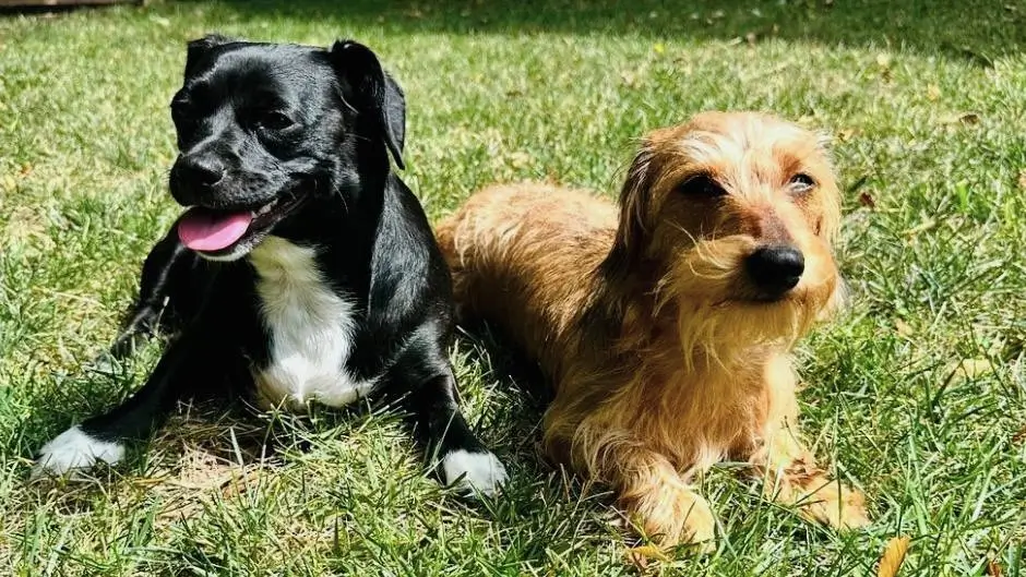 Two dogs, a black and white mixed breed and a brown terrier, relaxing together in a grassy yard without a fence.