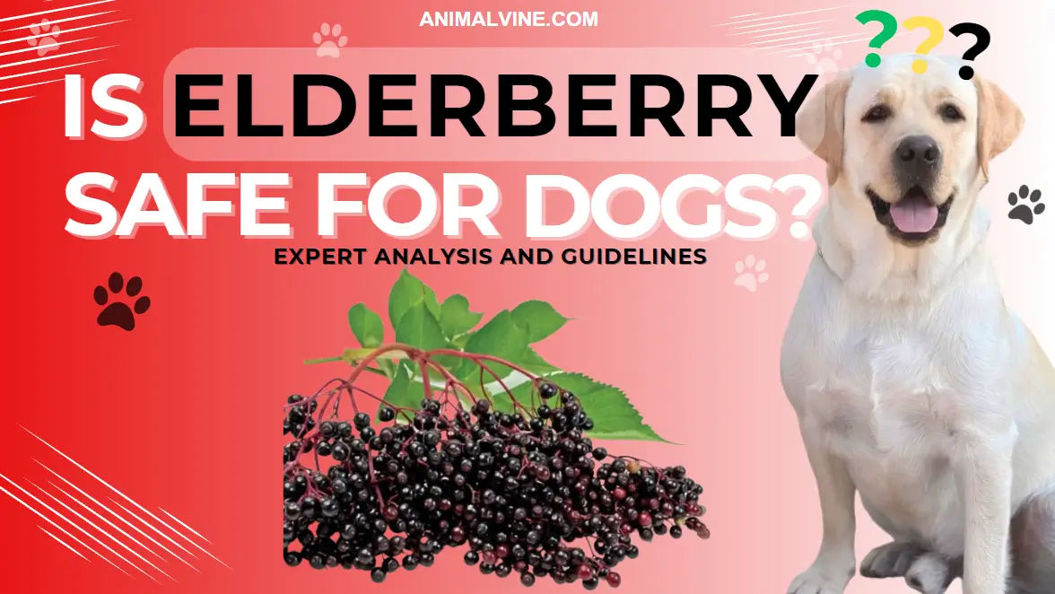 A happy Labrador Retriever sitting beside a cluster of elderberries, raising the question of whether elderberries are safe for dogs.