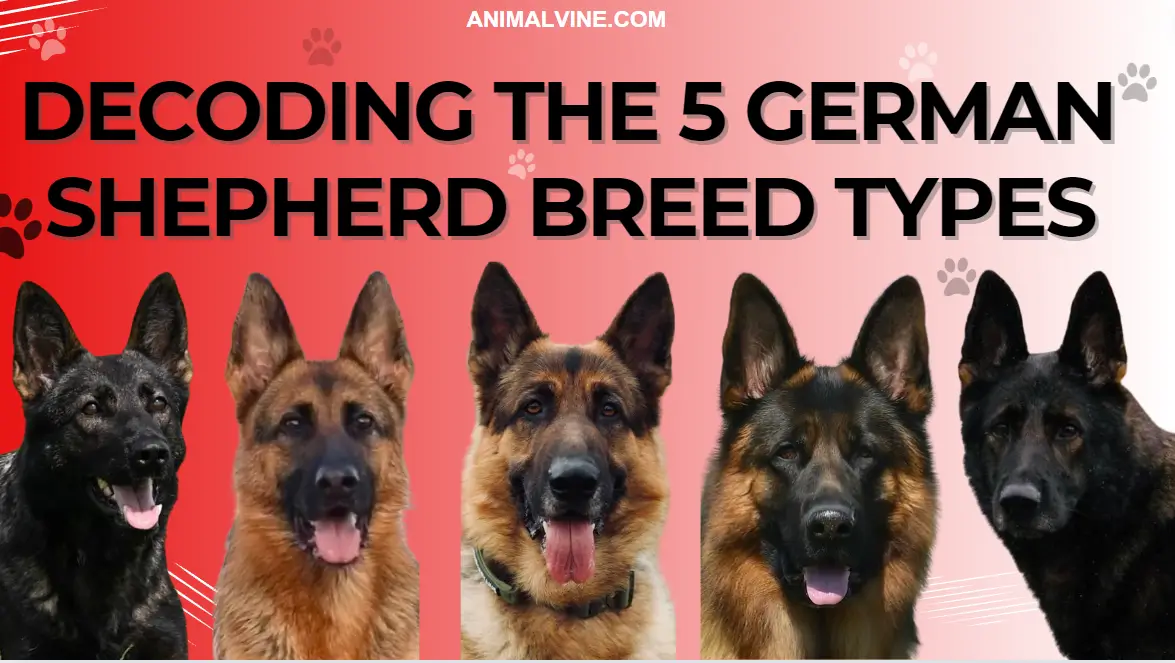 Collage showcasing the five German Shepherd breed types, including their distinct head shapes and expressions.