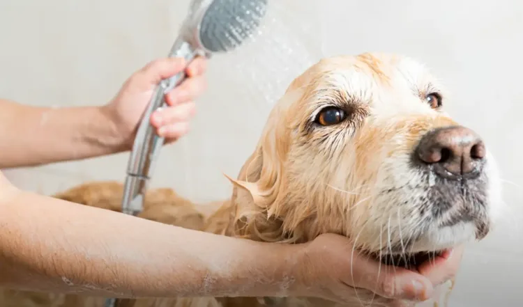 A Golden Retriever getting a bath in a shower. The dog looks calm and happy while a person gently washes its fur.