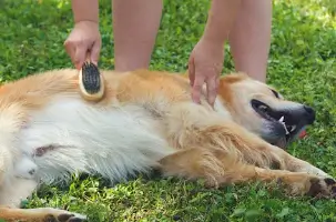 A Golden Retriever lying on the grass being brushed by a person. The dog looks happy and relaxed.