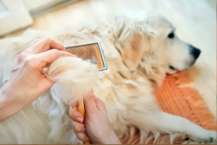 A person brushing a Golden Retriever, with the brush collecting a lot of fur.