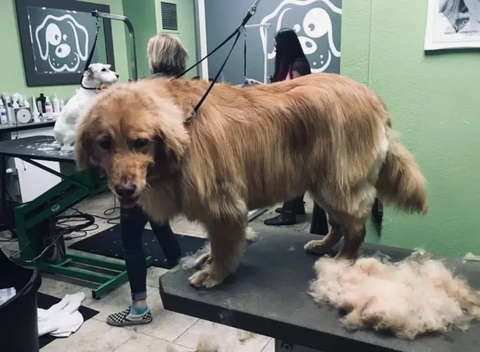 A Golden Retriever being brushed during shedding season, with loose fur visible on the grooming table and brush.