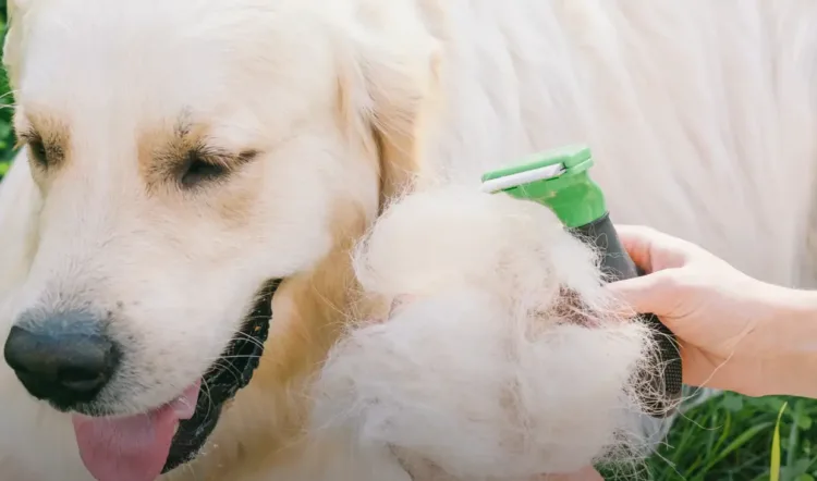 A close-up of a Golden Retriever being groomed with a tool, showing a large clump of fur being removed.