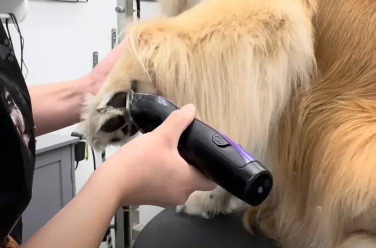 Close-up: Trimming excess fur between a Golden Retriever's toes with scissors to prevent matting.