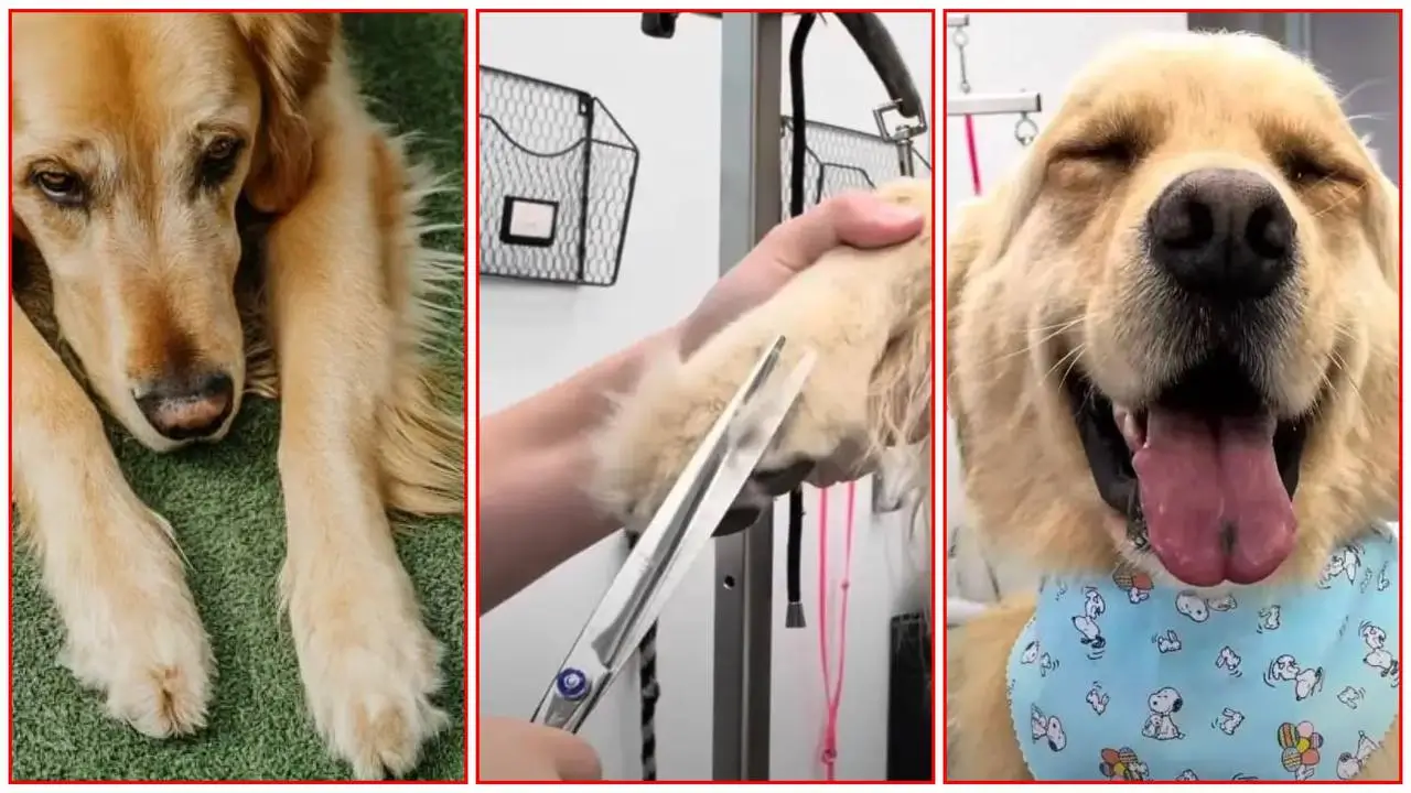 Close-up of a person carefully trimming the fur between the toes of a Golden Retriever's paw using scissors.