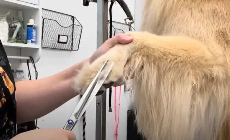 Close-up: Trimming a Golden Retriever's paw with scissors, focusing on careful hair removal around the pads.