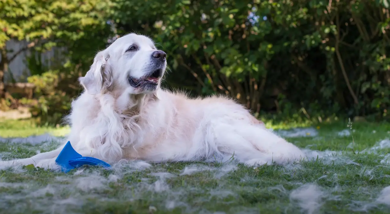 A Golden Retriever lying down after being groomed, surrounded by piles of shed fur.