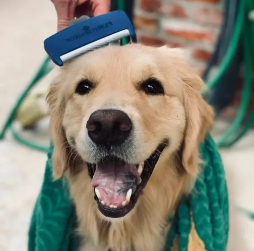 A Golden Retriever sitting on green grass, showcasing its thick fur during shedding season.