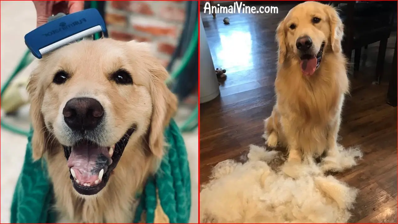 A pink self-cleaning slicker brush for grooming dogs and cats, helpful for managing shedding in Golden Retrievers.