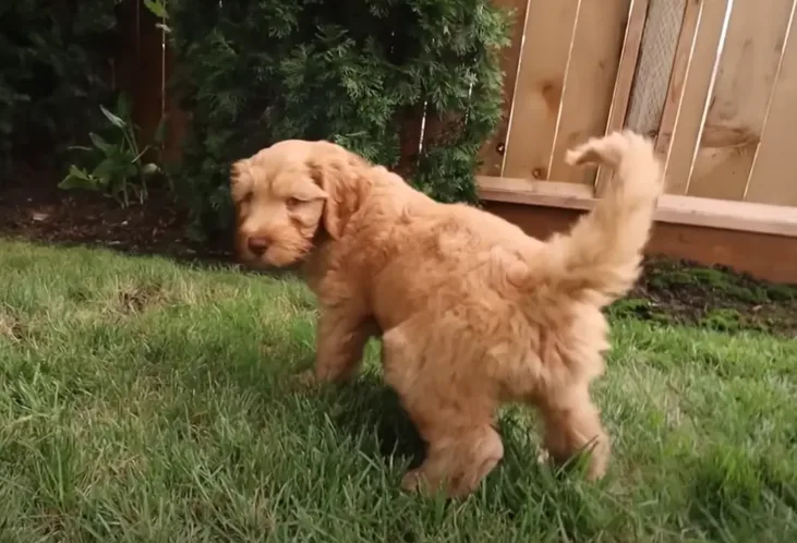 A Goldendoodle puppy going potty on the grass during outdoor potty training.