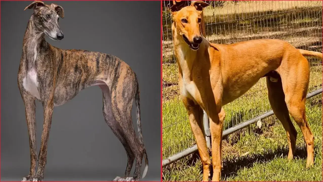 Two Greyhounds, one brindle and one tan, standing side-by-side, representing the breed's diversity and potential for a long and healthy life.