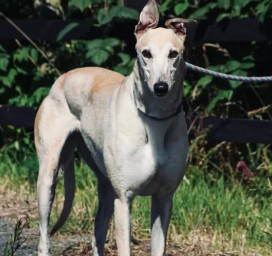 A healthy tan and white Greyhound standing on a leash, representing the breed's potential for a long lifespan with proper care. 