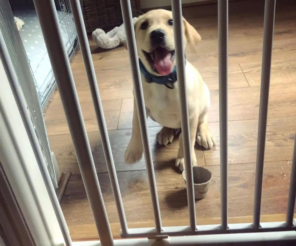 A happy Labrador Retriever puppy sits behind a baby gate during potty training, showcasing a controlled environment.