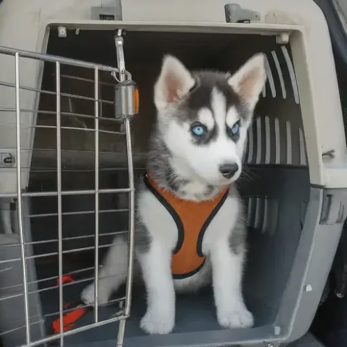 A Husky puppy wearing a harness sits calmly inside a travel crate for safe car transportation.