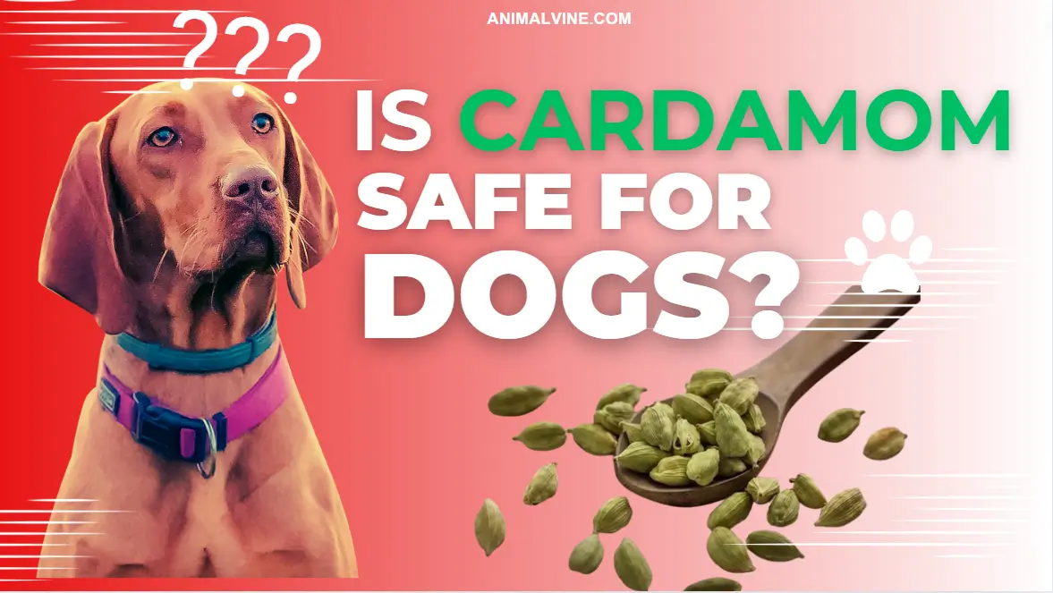 A curious dog looking at a spoonful of cardamom pods, questioning if it's safe for them to eat.