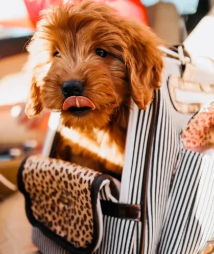 A cute brown puppy sits comfortably in a stylish carrier bag during a car ride.

Transport Puppy in Car