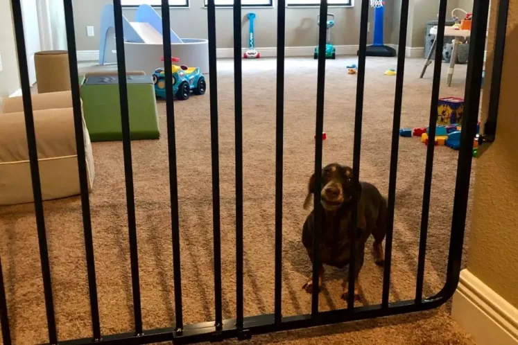 A dachshund puppy stands behind a baby gate, demonstrating how to limit a puppy's access during potty training.