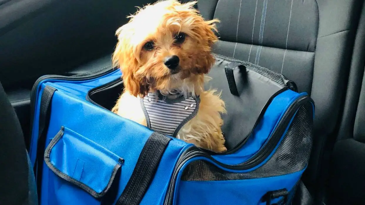 A small puppy sits safely in a blue carrier on a car seat, wearing a harness for added security during travel.