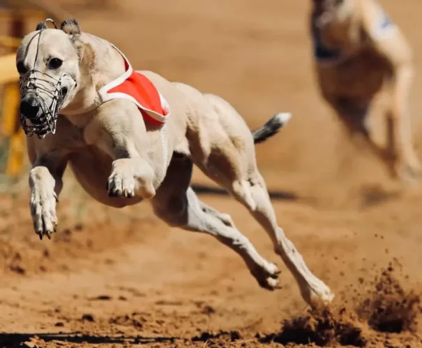 A Greyhound showcasing its athleticism and speed, highlighting the breed's active nature and its link to a healthy lifespan.