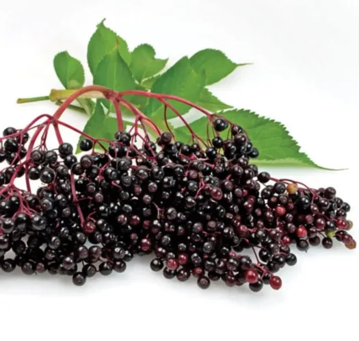 A close-up of ripe elderberries, highlighting the importance of understanding their potential toxicity and safe preparation for dogs.