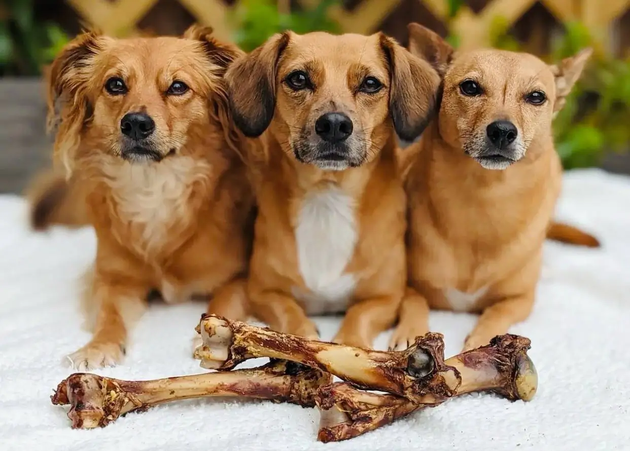 Are venison bones a good treat for dogs?