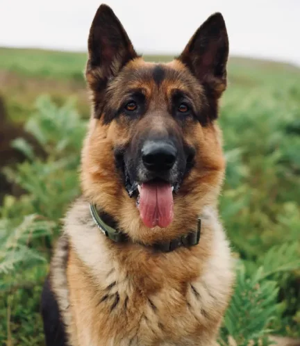 Close-up portrait of a West German Working Line German Shepherd with a friendly expression.