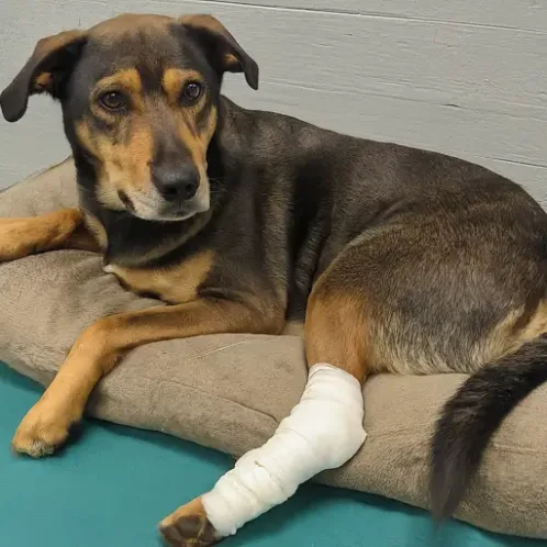 A dog with an infected cut on its leg, bandaged and resting comfortably.

How to Treat Infected Cut on Dog: Effective Home Remedies